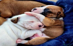 Boxer dogs for sale: BEAUTIFUL BOXER PUPPIES BOBTAIL AND TAIL - Image 11