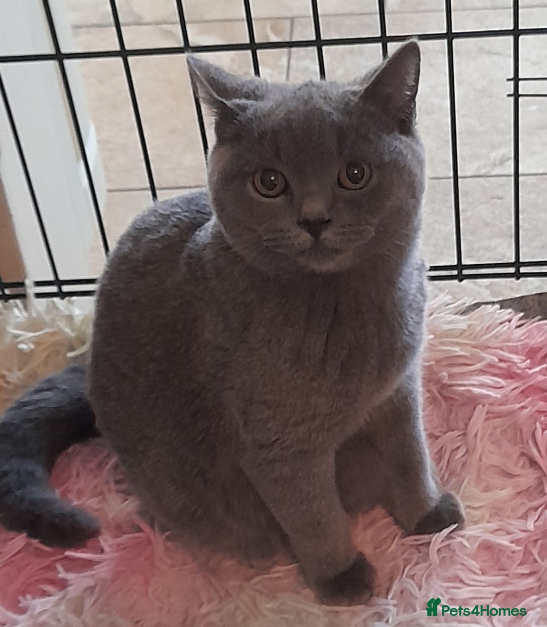 British Shorthair cats for sale: Beautiful Pedigree British short-haired kittens  - Image 8