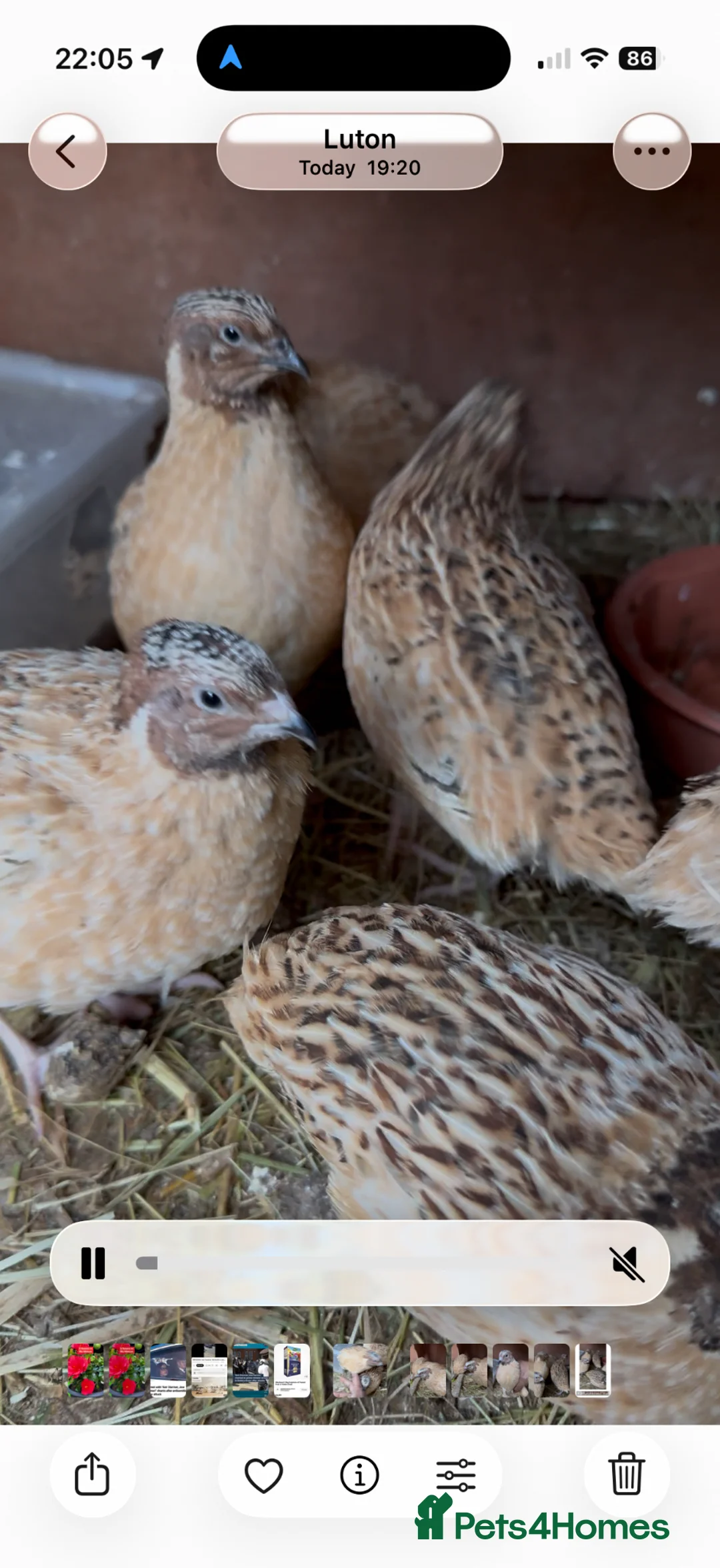 Quail poultry for sale: Jumbo male/female quails 9weeks goos sized birds  - Advert 1