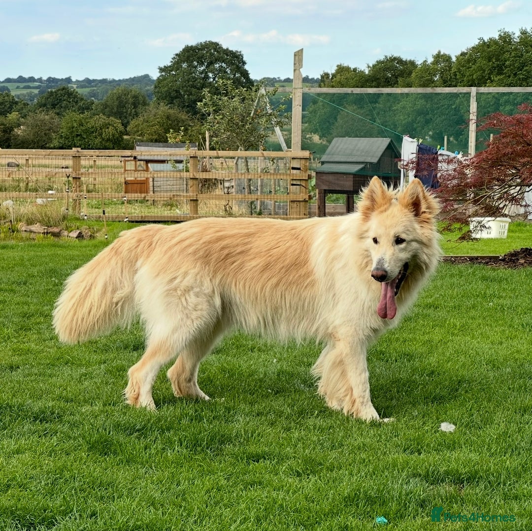 German Shepherd dogs for sale: Traditional Long Coat, Straight backed GSD Puppies - Advert 13