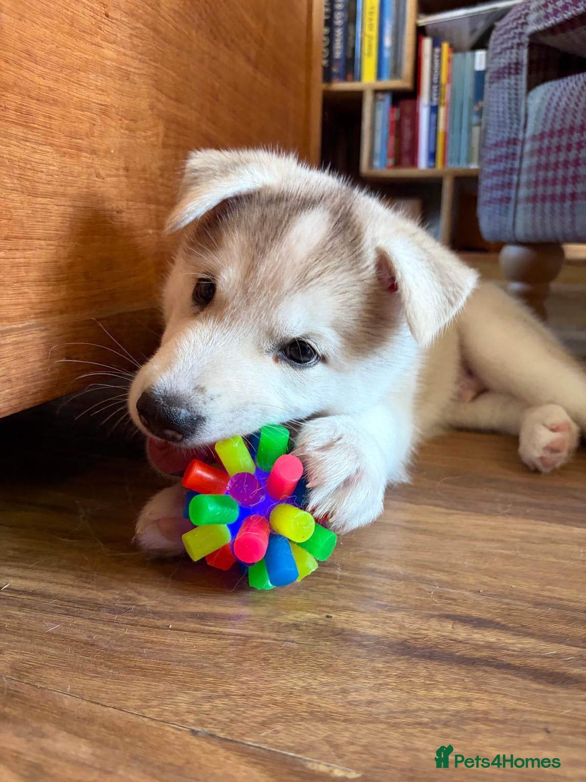 Saarloos Wolfdog dogs Amazing Low Content Wolfdog Puppy  - Advert 2