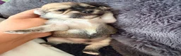 Mixed Breed dogs for sale: Malchi puppies - Advert 30