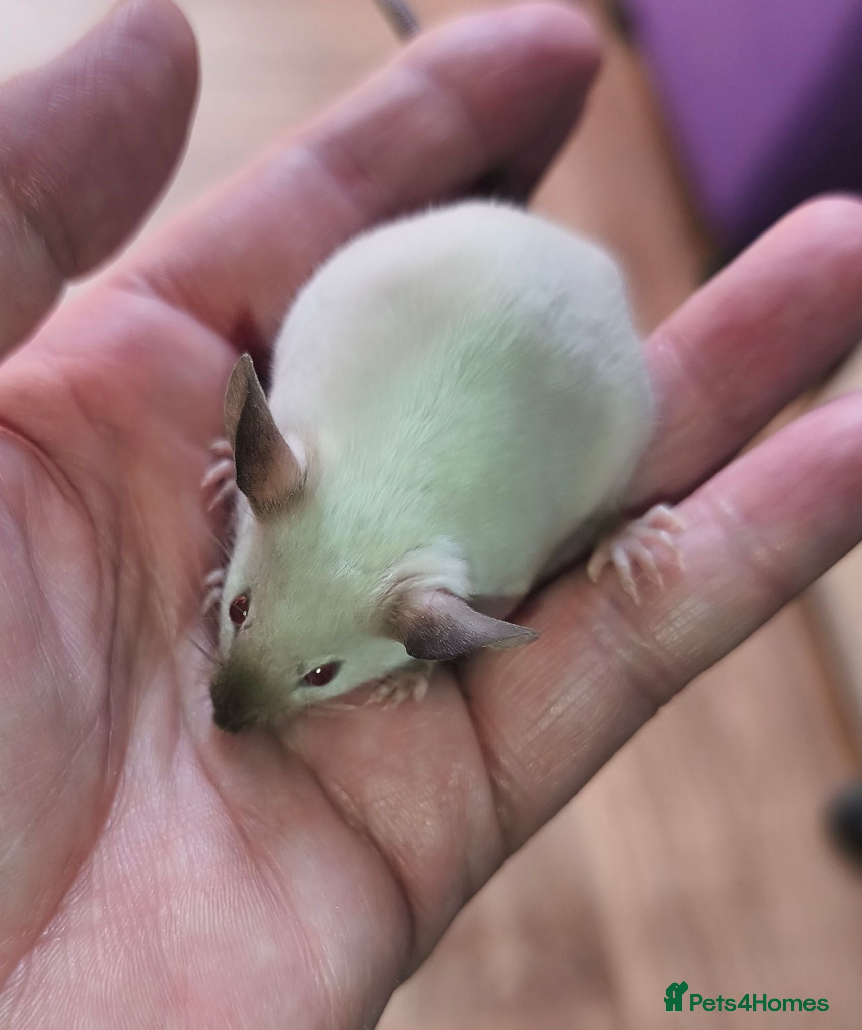 Mouse rodents Beautiful female mice in many colours  - Advert 12