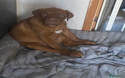 Dogue De Bordeaux dogs for sale: Male and female dogue de bordeaux puppies  - Advert 5