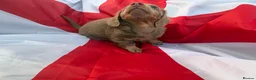 Miniature Dachshund dogs for sale: ♥️ long haired mini daxi ♥️ - Advert 11