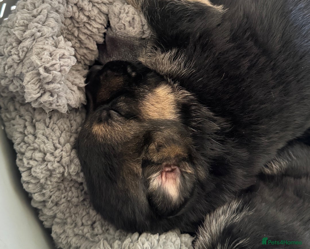 German Shepherd dogs for sale: Black & Tan GSD Puppies - Advert 2