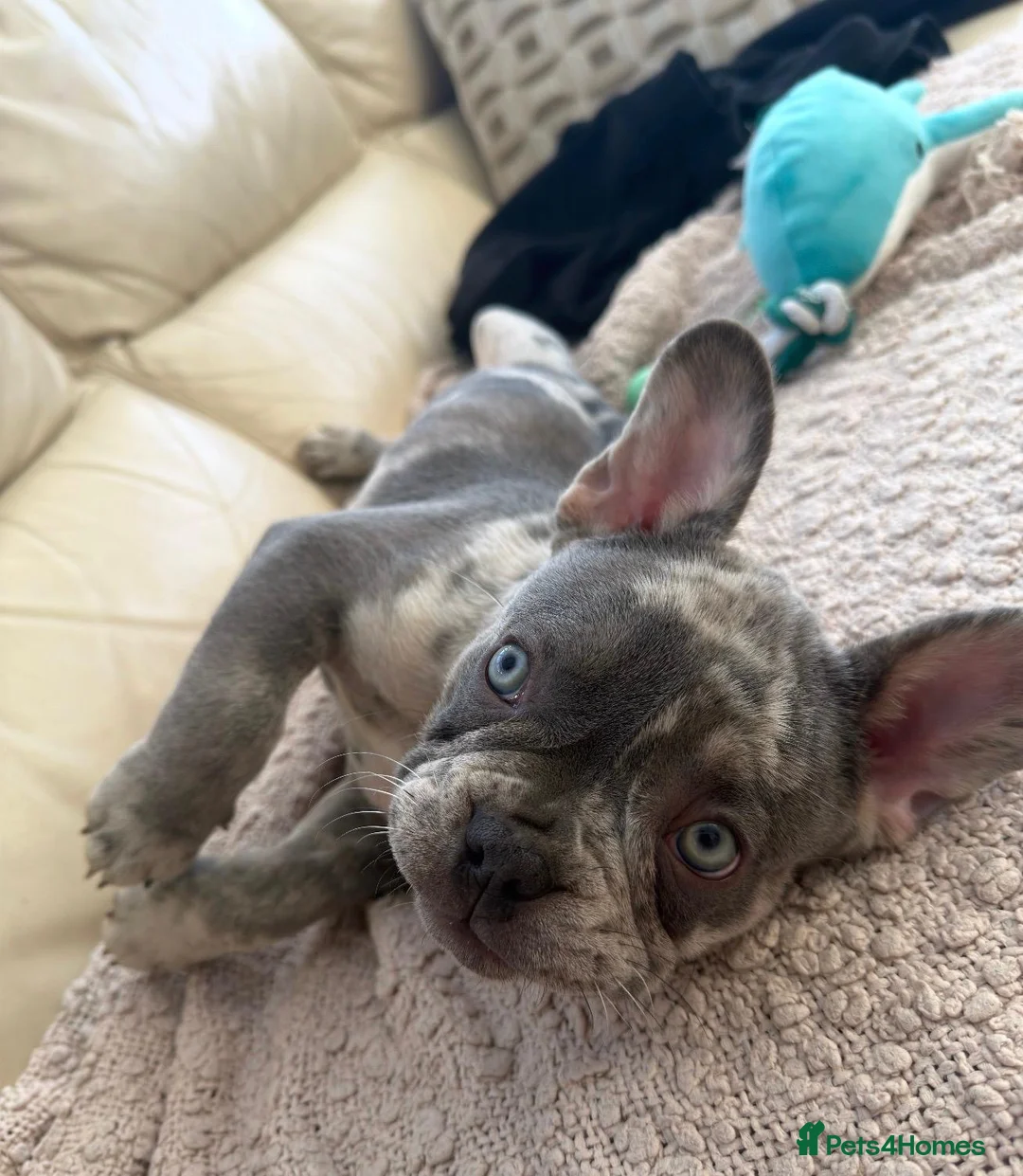 French Bulldog dogs for sale: Two Beautiful Blue Eyed Babies for Sale in Tonbridge - Advert 12