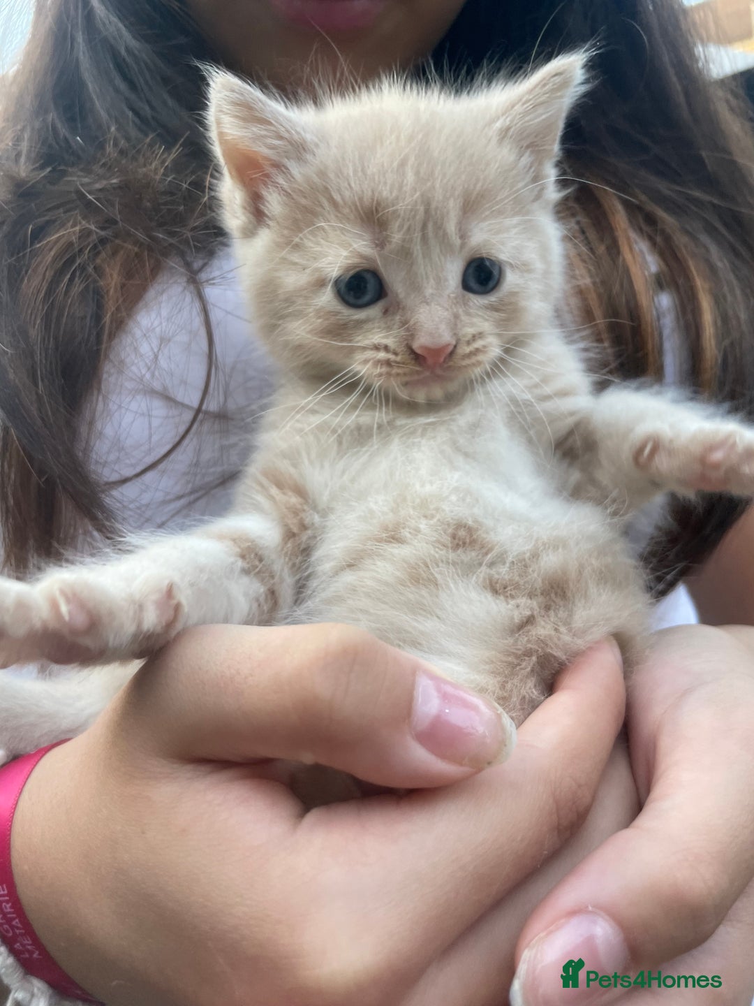 Mixed Breed cats for sale: Kittens for sale  - Image 16