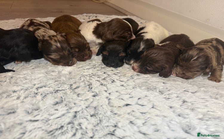 Cocker Spaniel dogs - Advert 4