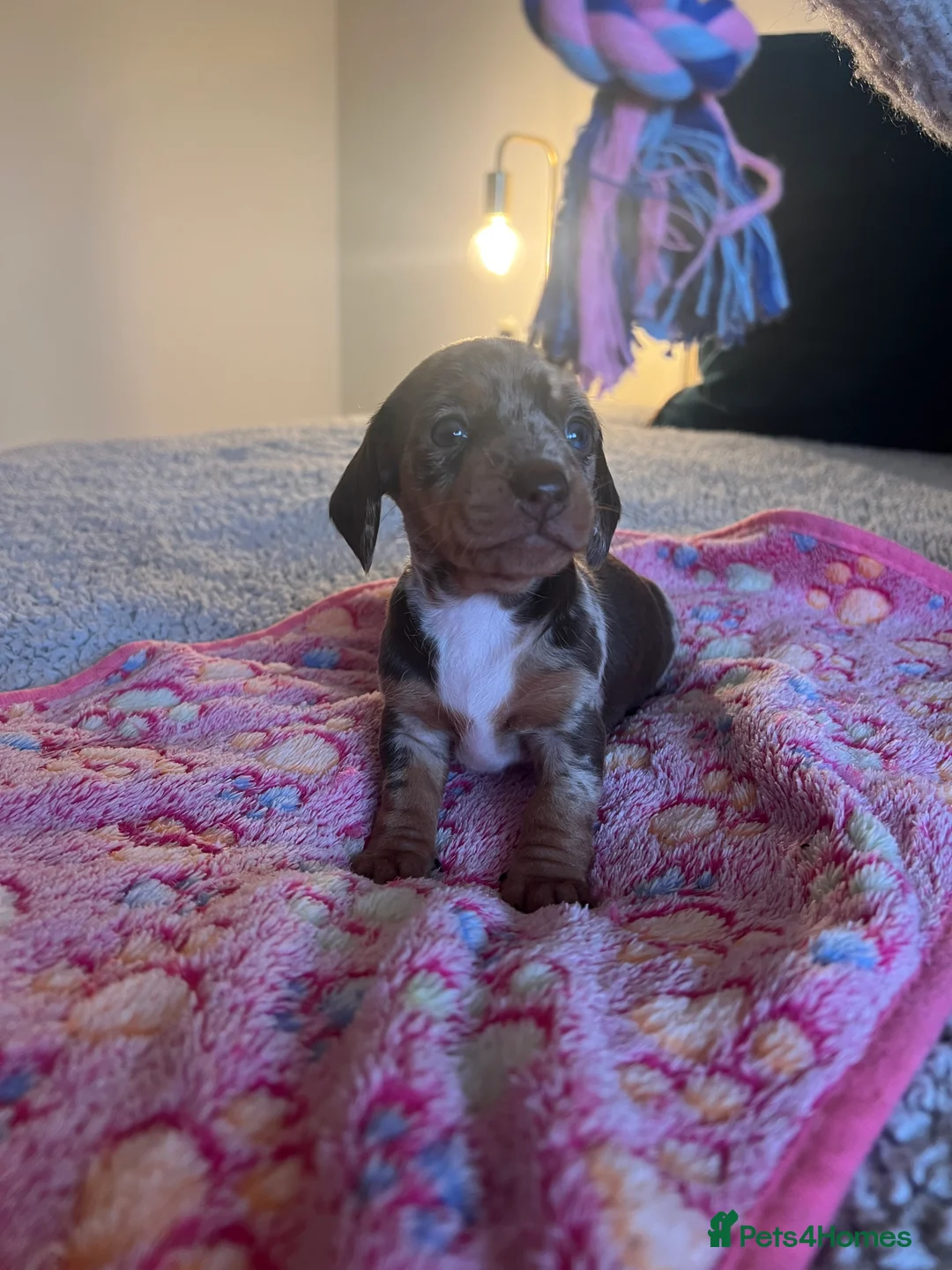 Miniature Dachshund dogs for sale: Stunning Miniature Dachshund Puppies! - Advert 7