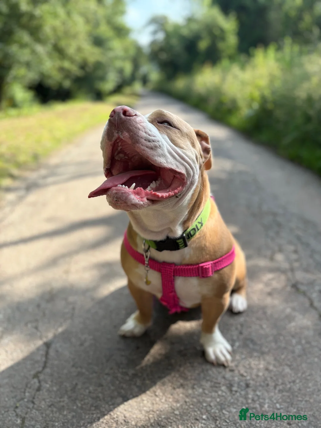 Mixed Breed dogs for sale: Trixie  in Rugby - Advert 6