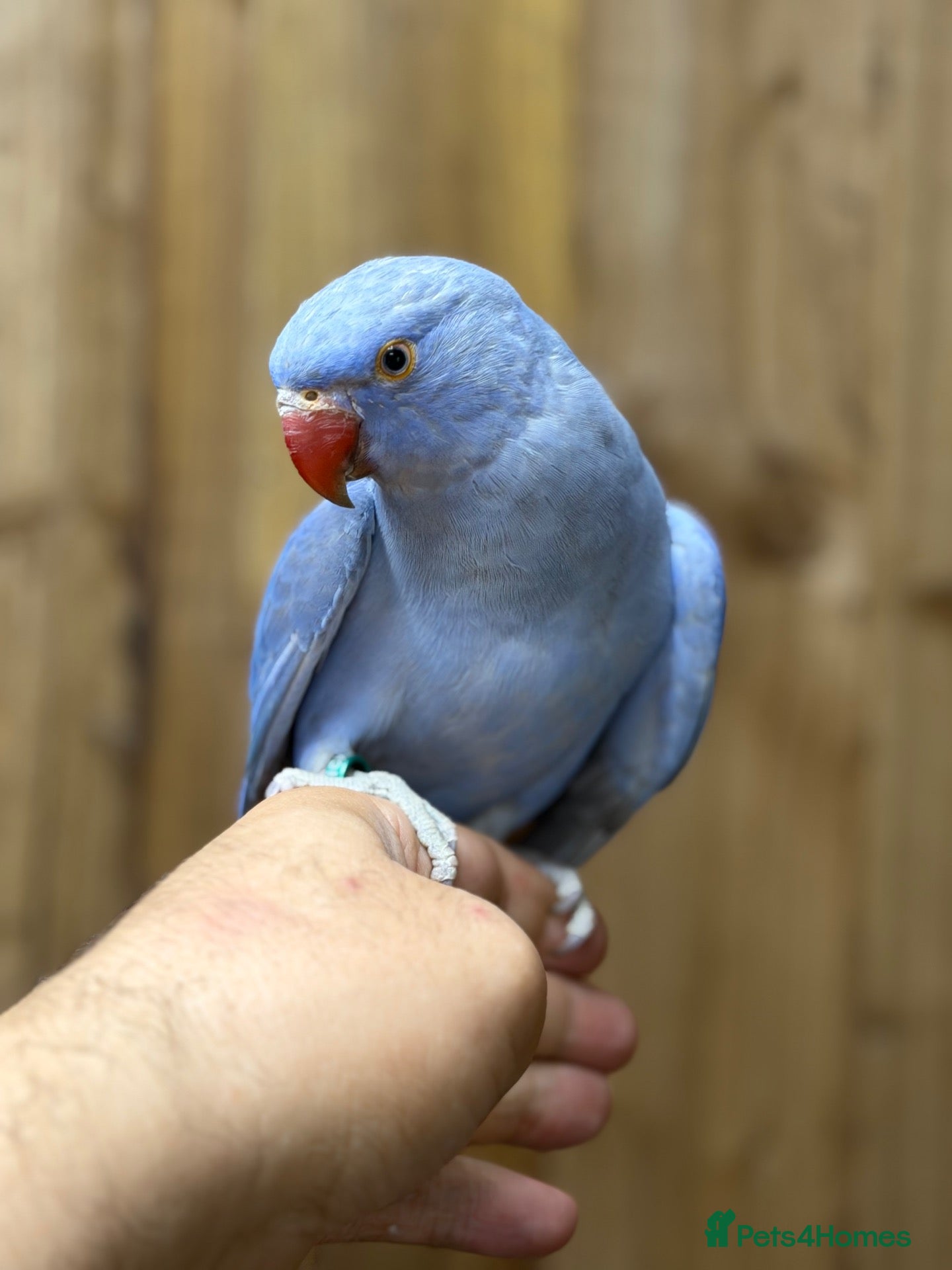Ringnecks birds Baby Ringneck - Advert 16