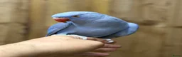 Ringnecks birds for sale: Baby Ringneck - Advert 10