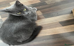 Russian Blue cats for sale: Kittens half Russian Blue - Image 8