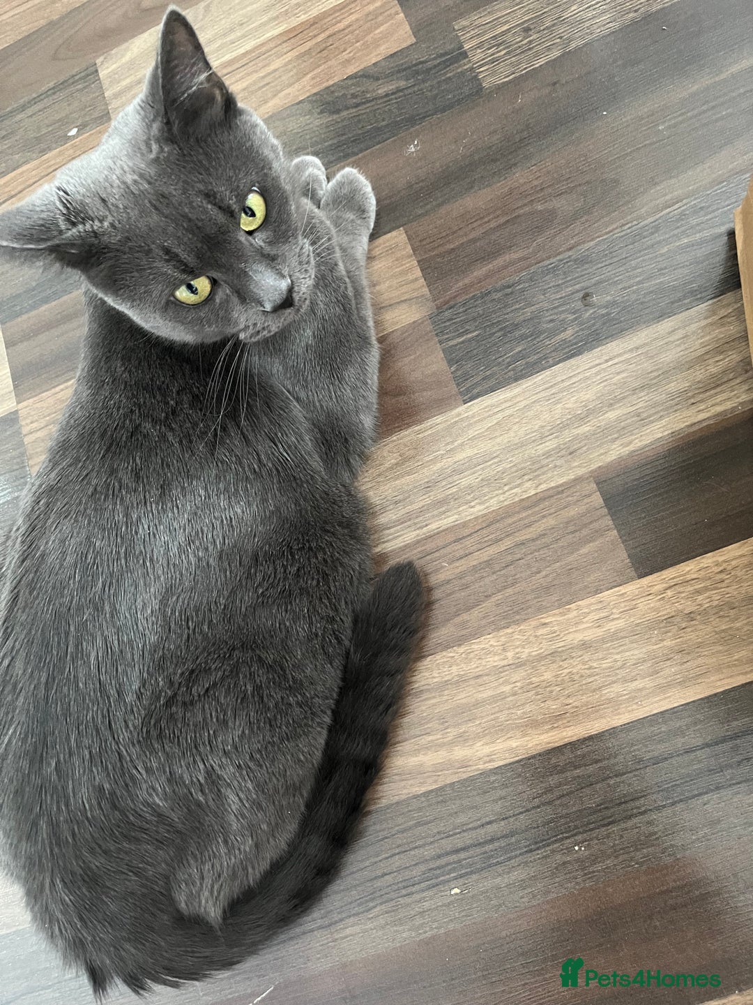 Russian Blue cats for sale: Kittens half Russian Blue - Image 8