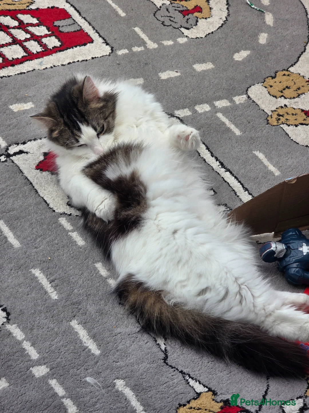 RagaMuffin cats for sale: Beautiful Ragamuffin Female For Sale in Uxbridge - Advert 2