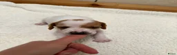 Pointer dogs for sale: Pointer pups | Working & Champion Bloodlines  - Advert 33