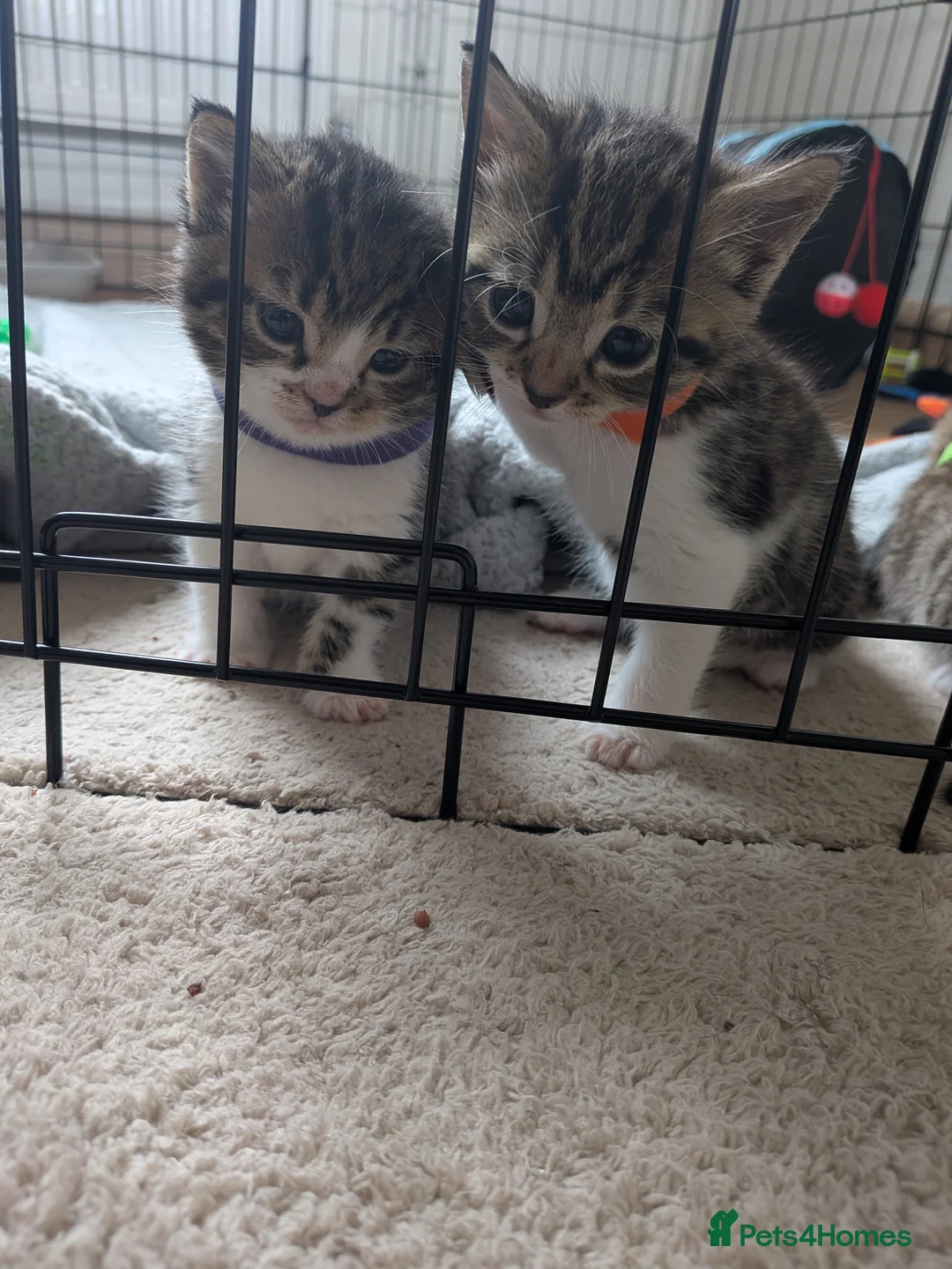 Mixed Breed cats for sale: 3x girl kittens  in Halstead - Advert 2