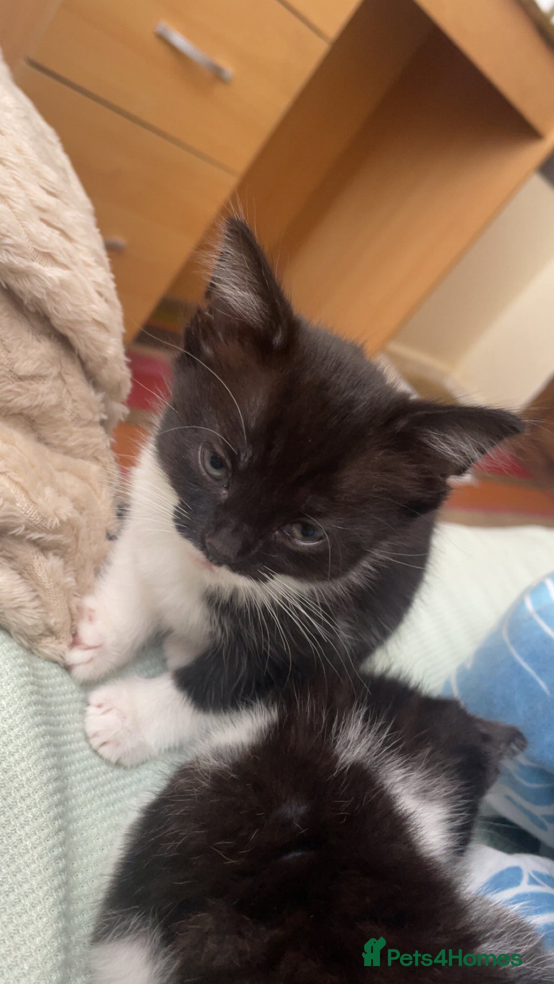 Mixed Breed cats for sale: 2 Kittens for sale!!! one girl, one boy - Image 2