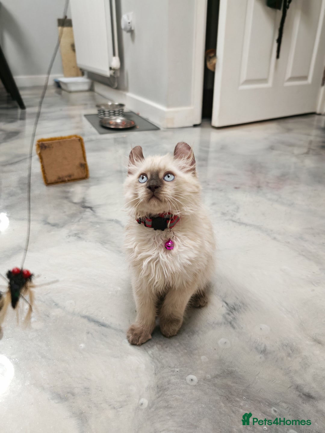 American Curl cats for sale: RARE, Unique, Affectionate American Curl Kittens!  - Advert 26