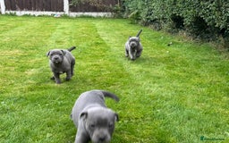 Staffordshire Bull Terrier dogs for sale: Blue Staffordshire bull terrier Staffy ❤️😍 - Image 6
