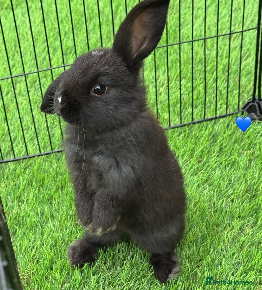 Mini Lop rabbits for sale: Mini lops - Image 4