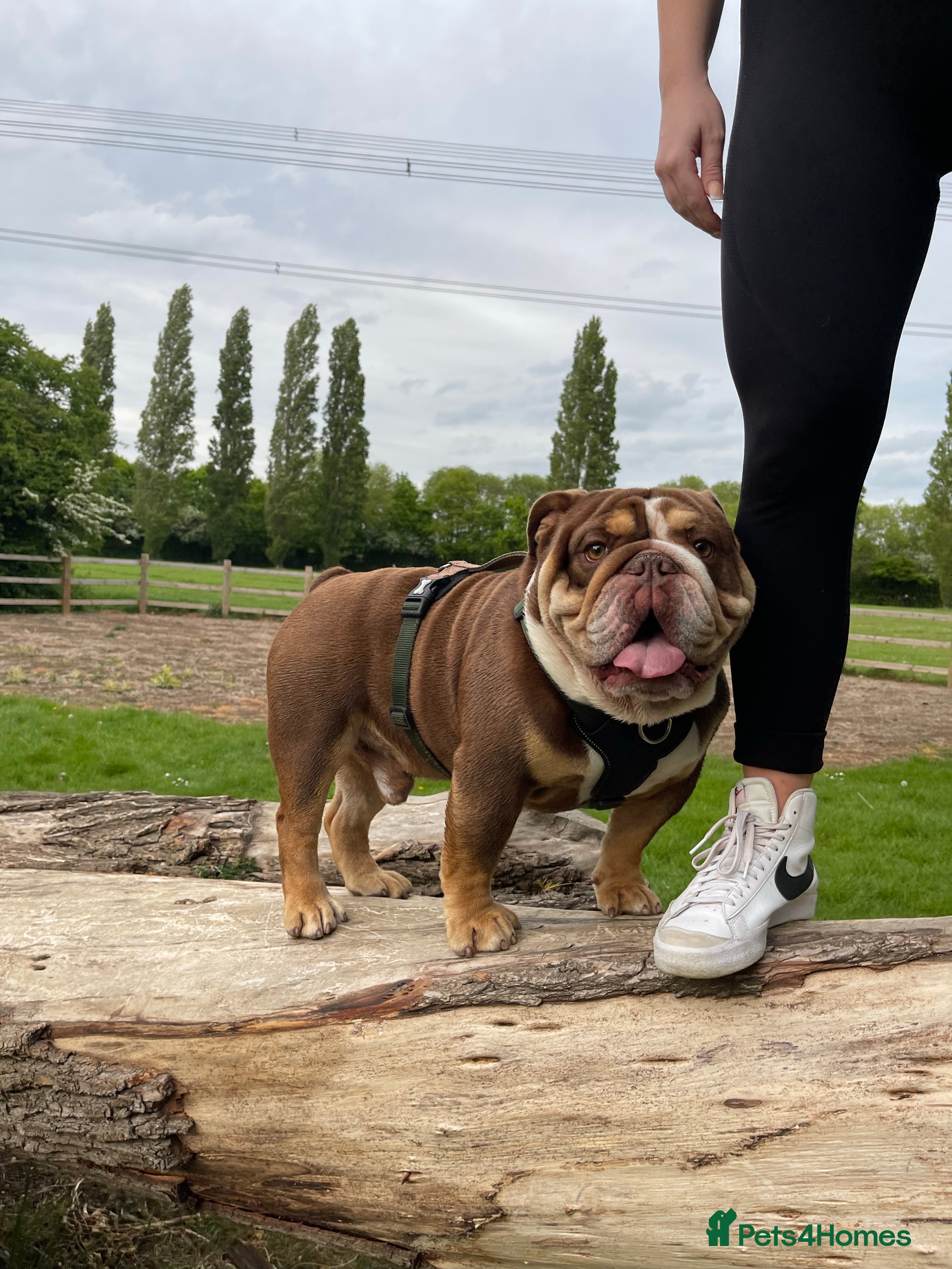 English Bulldog dogs English bulldog stud - KC registered in Wickford - Advert 11