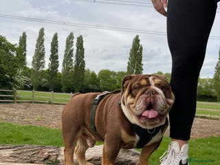 English Bulldog dogs English bulldog stud - KC registered in Wickford - Advert 13