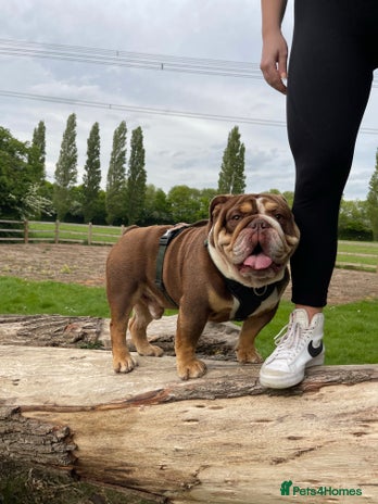 English Bulldog dogs English bulldog stud - KC registered in Wickford - Advert 1