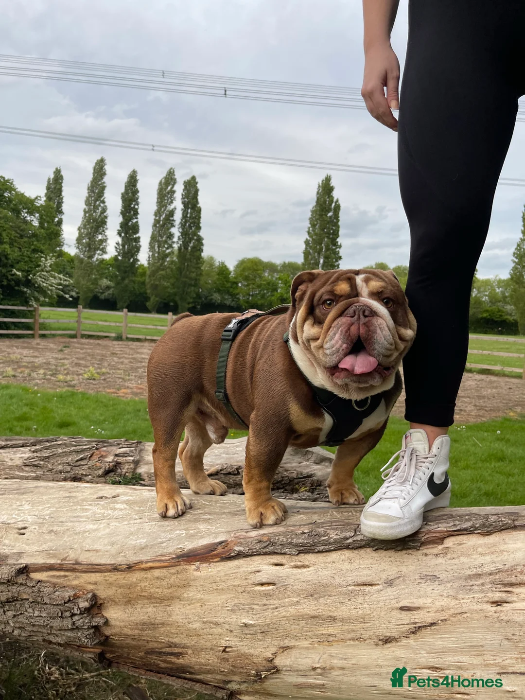 English Bulldog dogs for stud: English bulldog stud - KC registered in Wickford - Advert 1