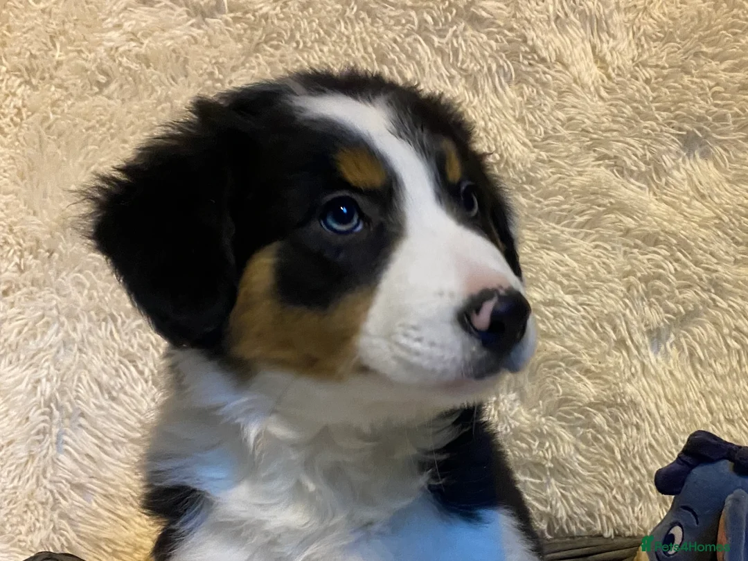 Border Collie dogs for sale: Border Collie Puppies | Health Tested Parents - Advert 10