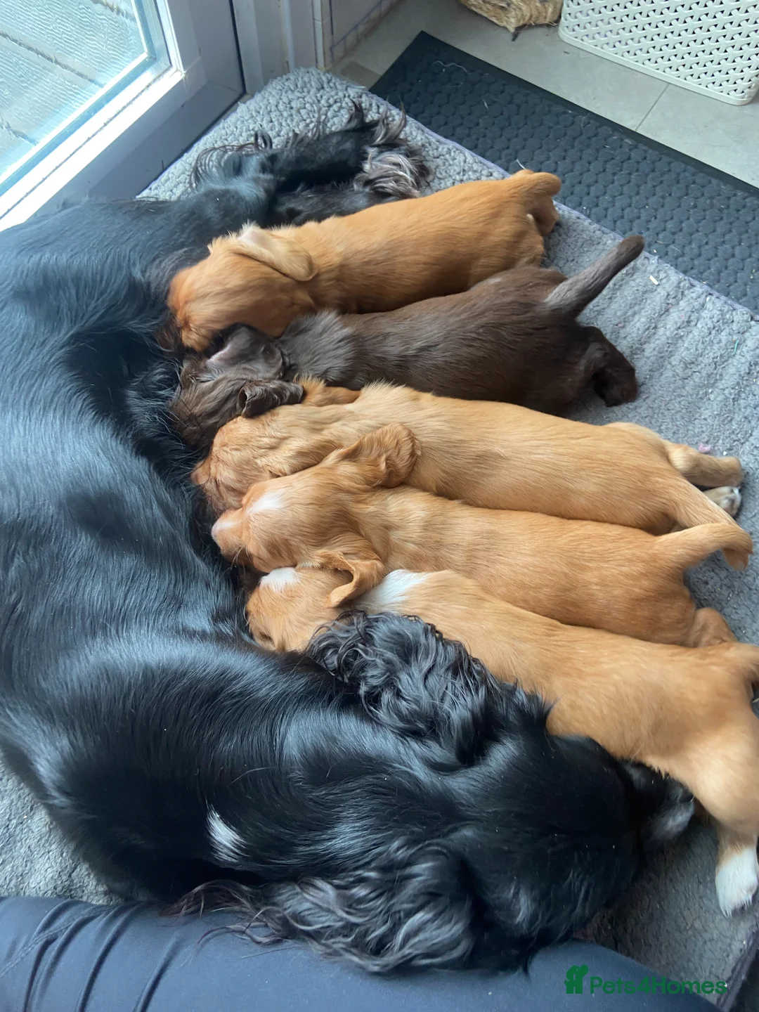 Cocker Spaniel dogs for sale: 2 female KC Registered working cocker spaniel pups in Salisbury - Advert 1