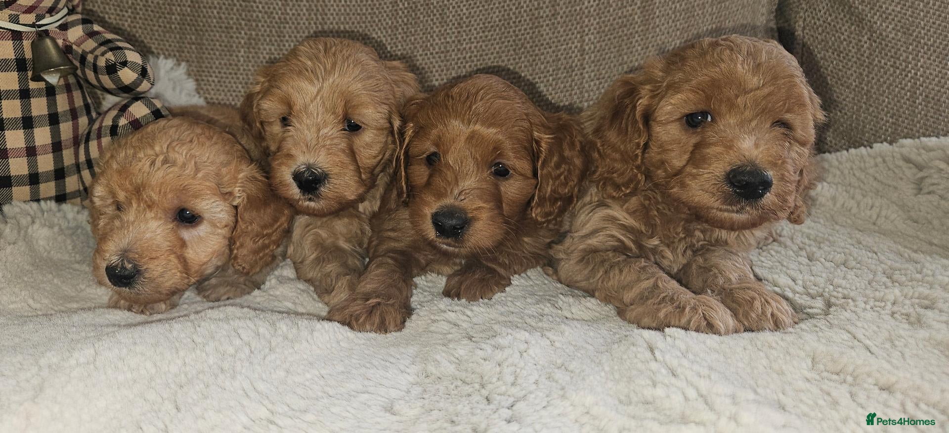 Cockapoo dogs Licenced breeder, red f1b cockapoo litter - Advert 1