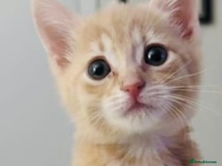 Mixed Breed cats Super gorgeous cream Bengal Ragdoll kittens ready - Advert 1