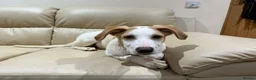 Mixed Breed dogs for adoption: 🌿 Meet Milo – Your Next Adventure Buddy! 🐾 - Advert 12