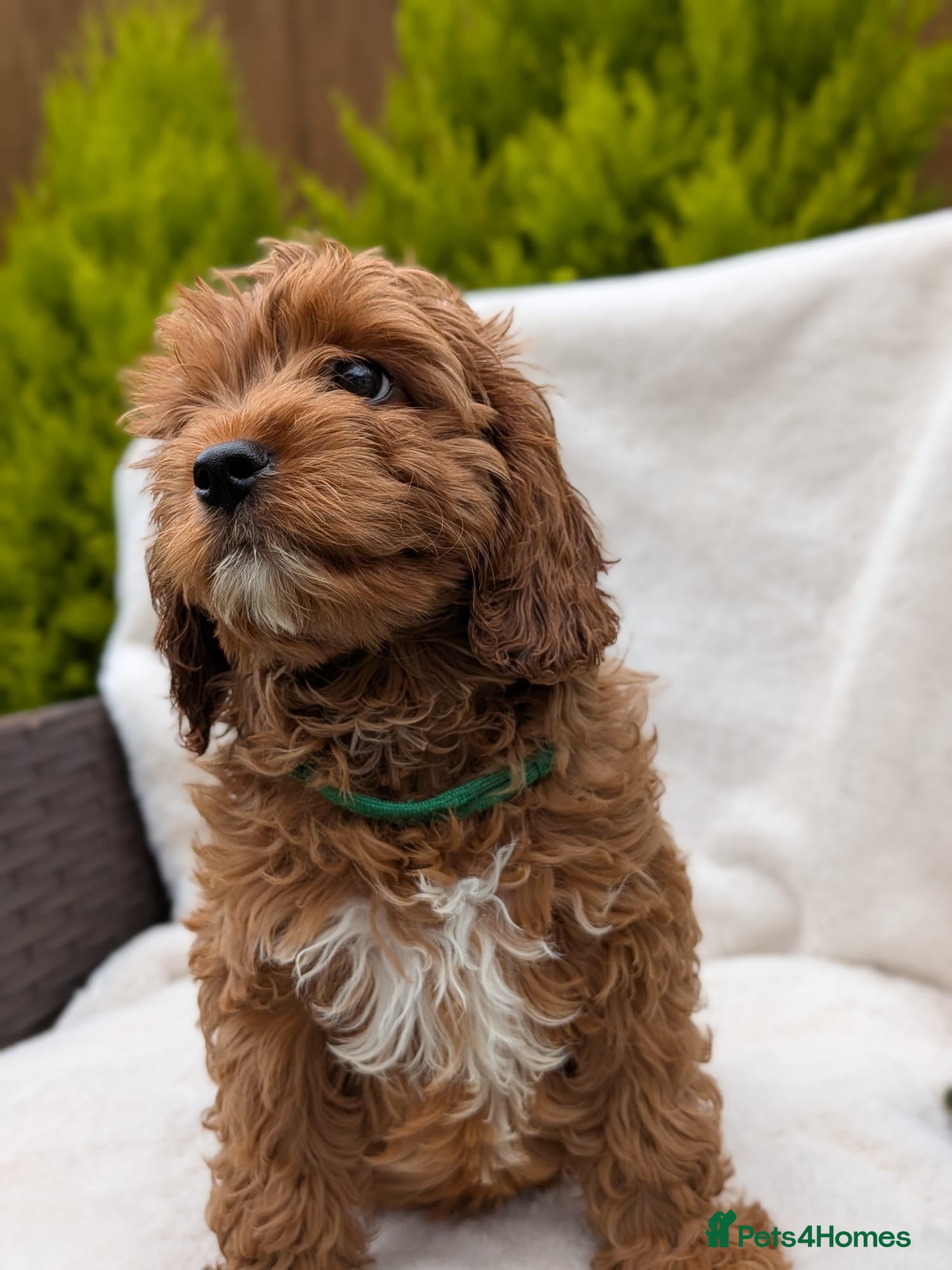 Cavapoo dogs Cavapoo puppies (toy)DNA CLEAR - Advert 2