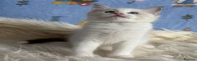 Ragdoll 6