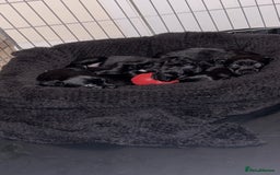 Patterdale Terrier dogs for sale: patterdale terrier pups ready to go - Image 8
