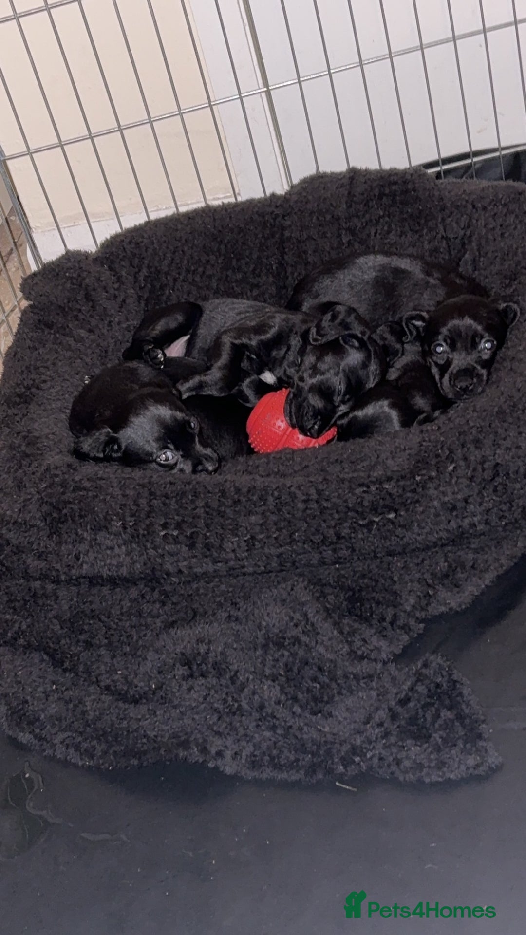 Patterdale Terrier dogs for sale: patterdale terrier pups ready to go - Image 8