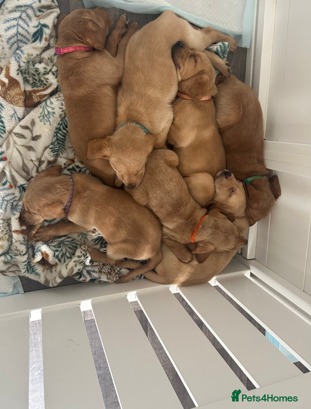 Labrador Retriever dogs for sale: Beautiful Fox Red Litter DUE 18th January  - Advert 10