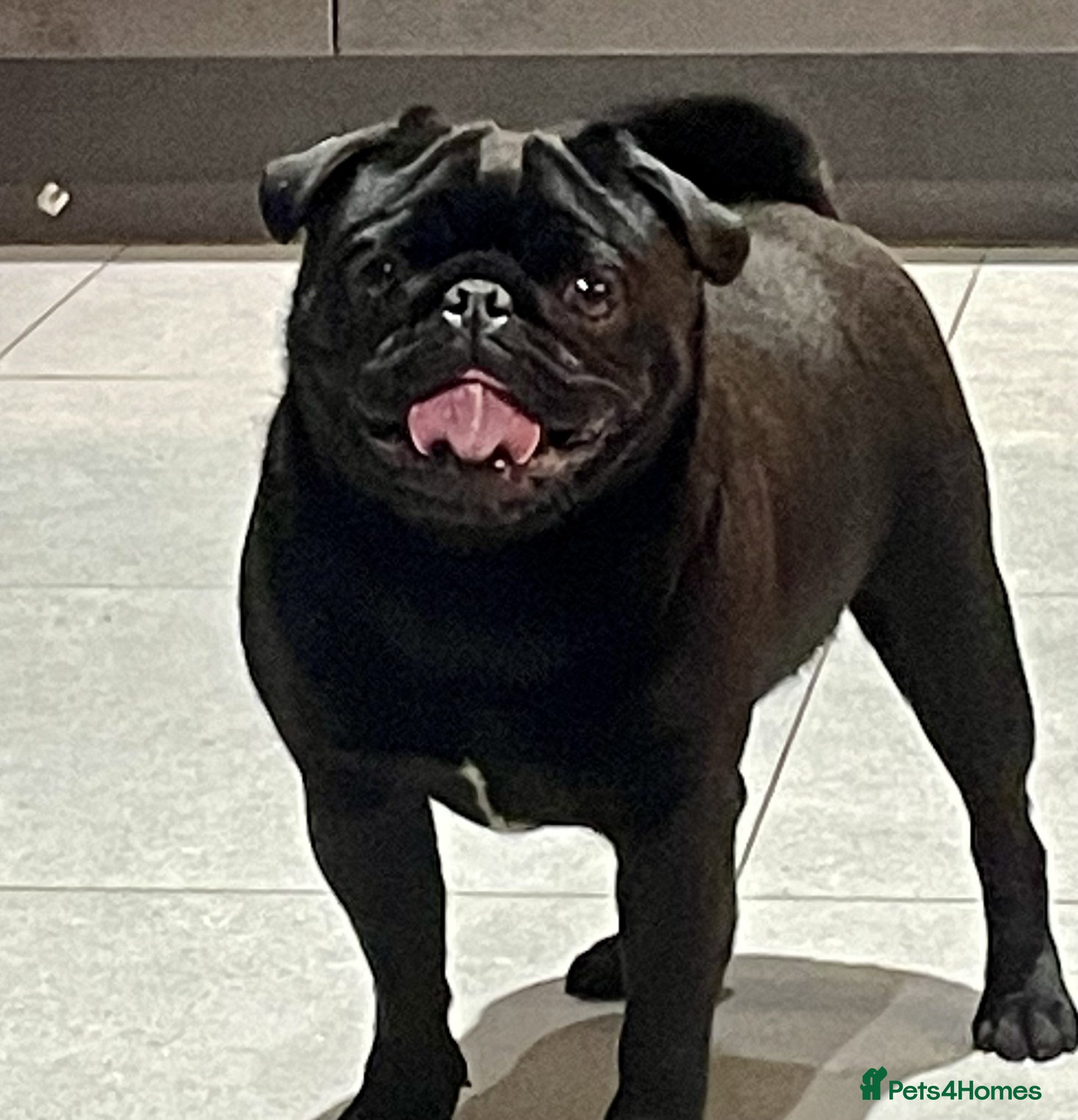 Pug dogs Health tested Boy in Tamworth - Advert 1