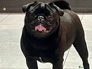 Pug dogs in Tamworth - Advert 12