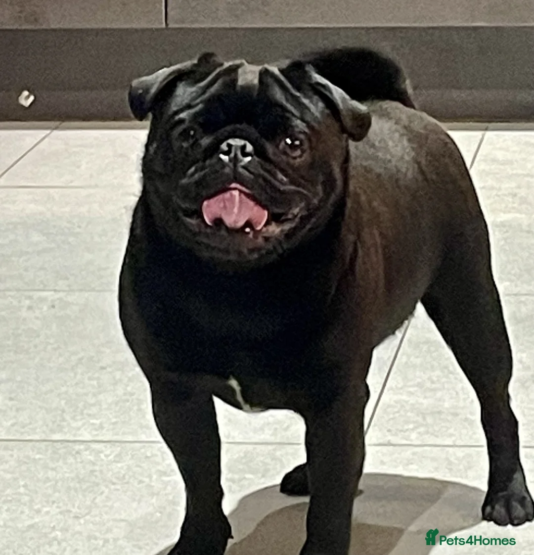 Pug dogs for stud: Health tested Boy in Tamworth - Advert 1
