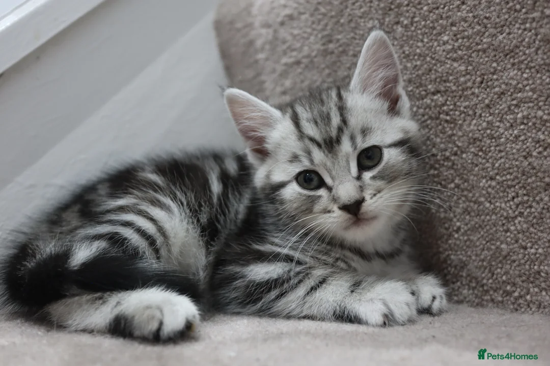 Domestic Shorthair cats for sale: Four beautiful kittens remaining - Advert 4
