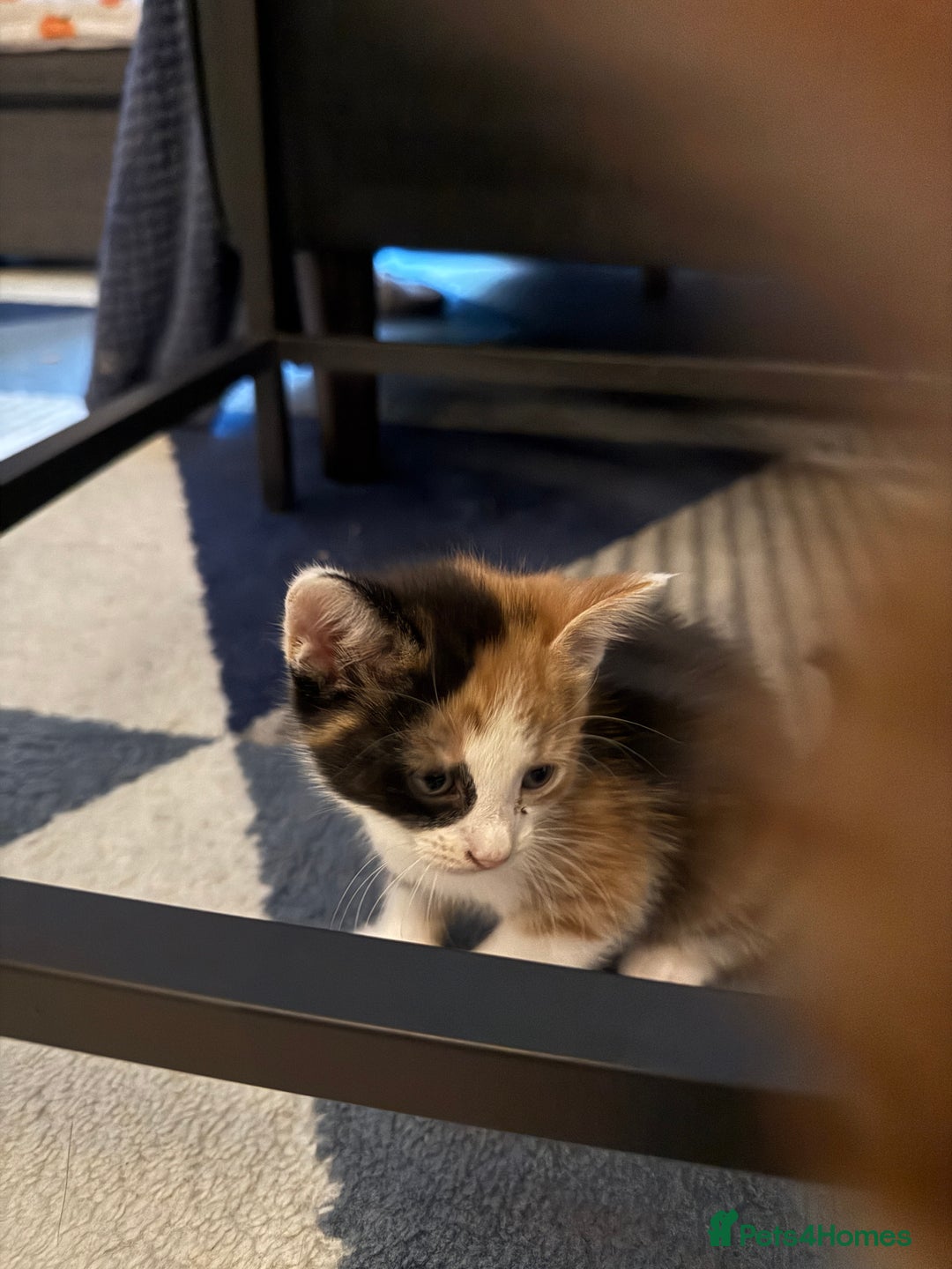 British Shorthair cats for sale: 7 kittens short hair - Image 9
