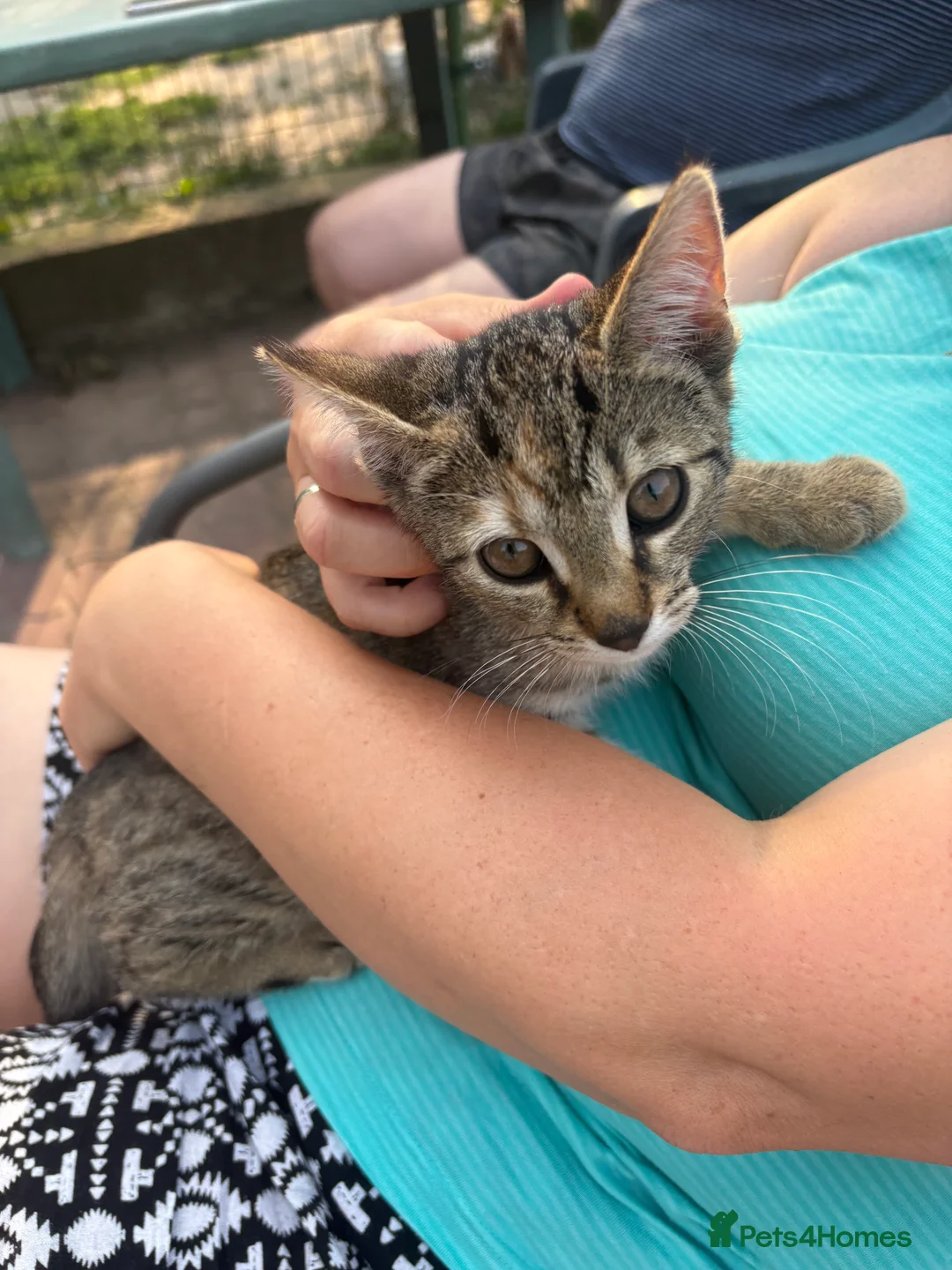Domestic Shorthair cats for sale: Kitten for sale  in Wymondham - Advert 10