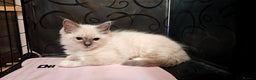 Ragdoll cats for sale: Ragdoll kitten Bluepoint beautiful  - Advert 4