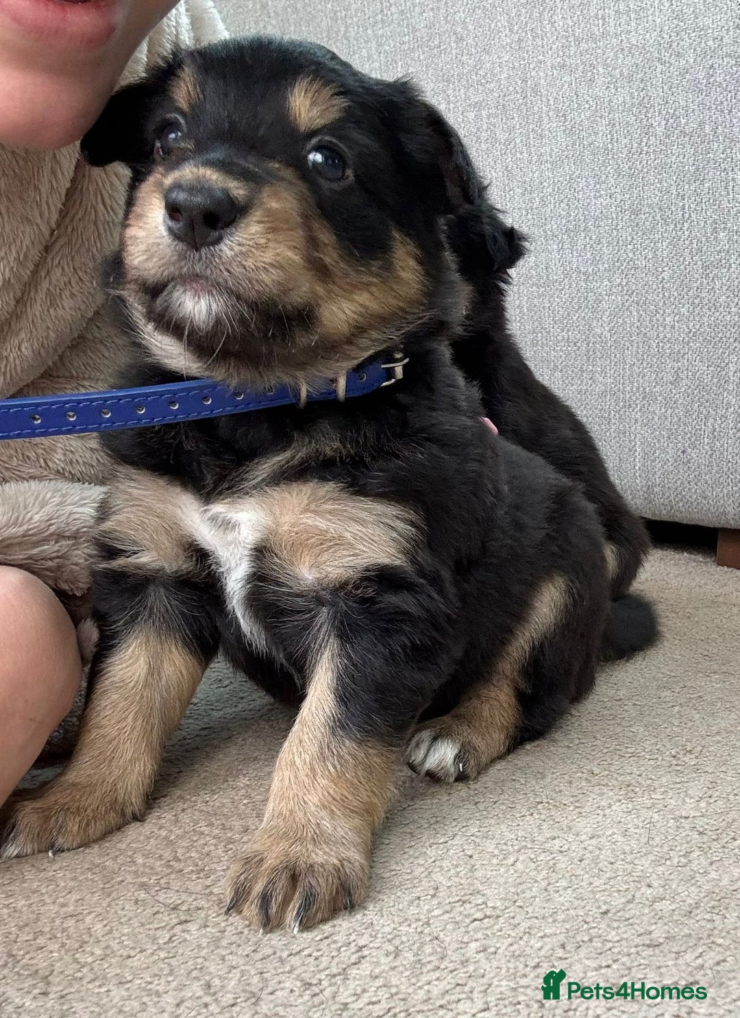 Welsh Collie dogs for sale: Welsh Collie (Tri Colour) Puppies for sale - Image 8