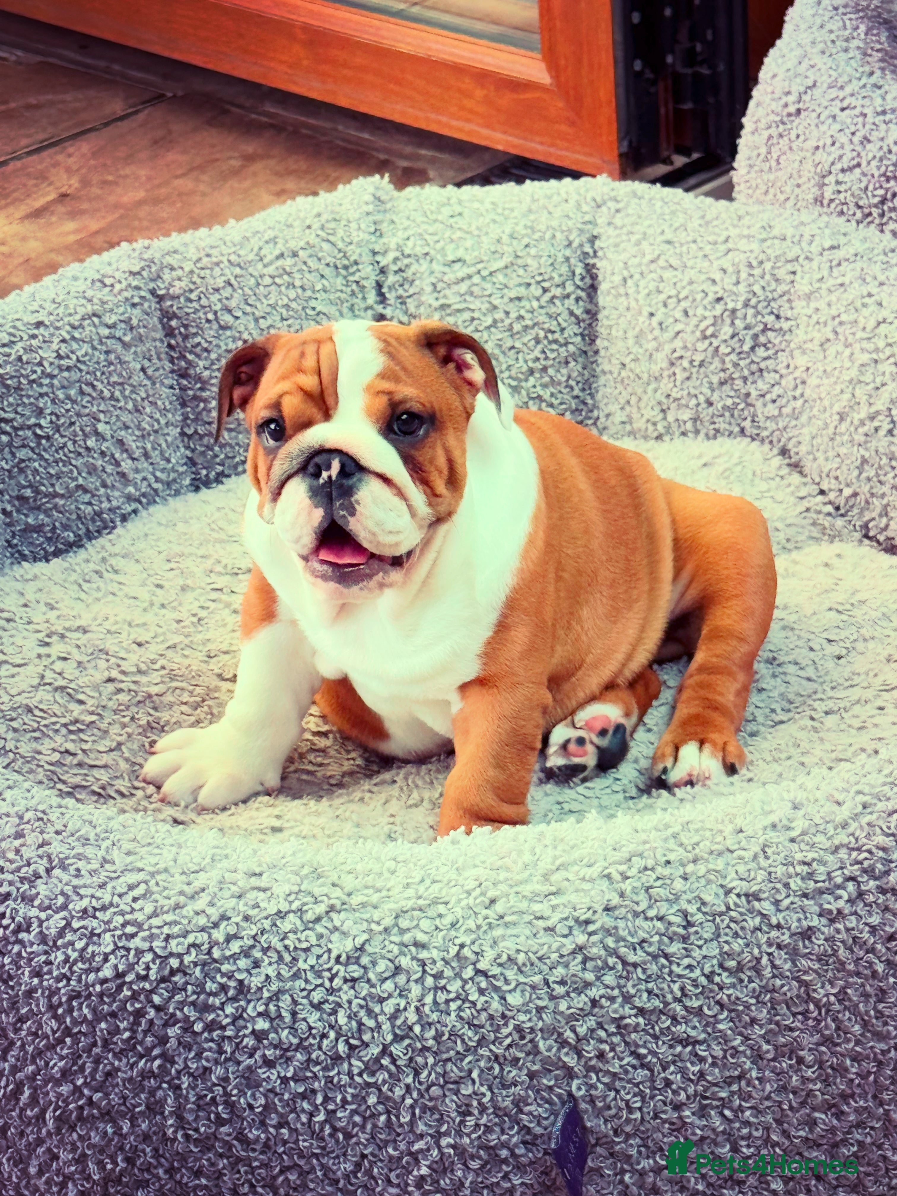 English Bulldog dogs Beautifully bred English bulldogs  - Advert 2