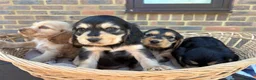 Cocker Spaniel dogs for sale: Stunning show Type cocker spaniel puppies  - Advert 3
